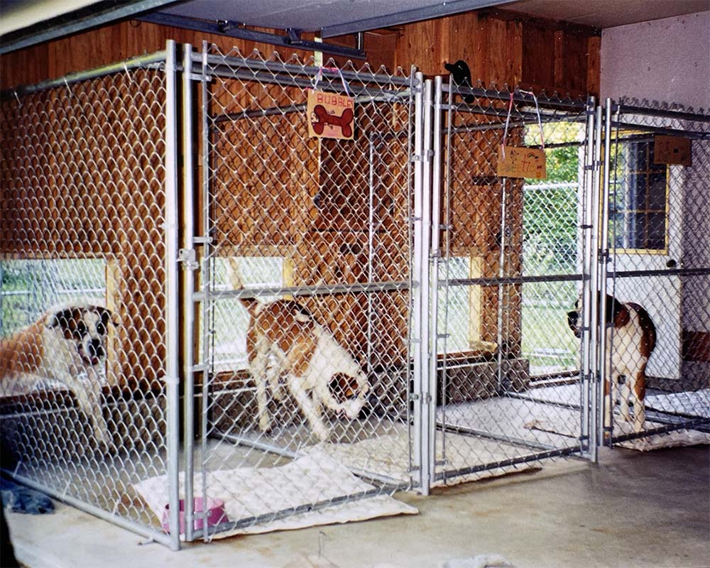 Interior portion of a custom dog enclosure with chain link fence